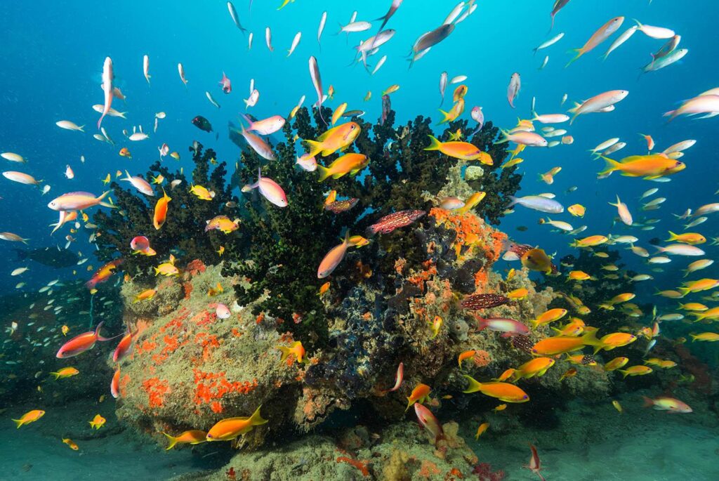 An ecotourism image of colorful fishes in the sea