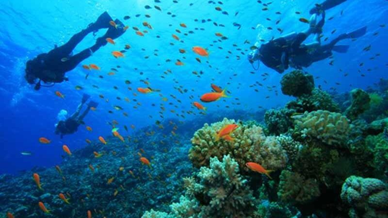 Ecotourism Image of sea divers, fishes and coral reefs